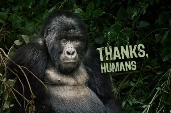 A gorilla with the caption, "Thanks, humans"