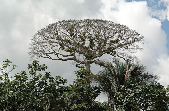 Forest canopy in Yasuní National Park, Ecuador