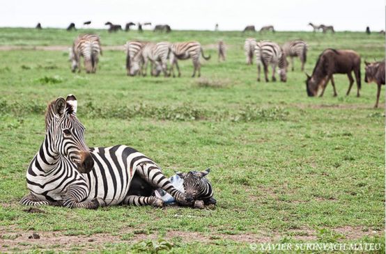 Zebra mum and baby on the Serengeti plains