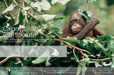 Orang Utan