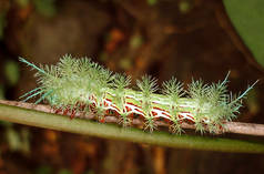 Automeris sp. caterpillar on a twig