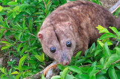 The Woodlark cuscus, a nocturnal marsupial