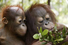 Two young orangutans in the rainforest on Sumatra, Indonesia