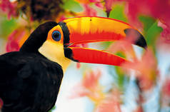 A tucan in midst of colorful flowers