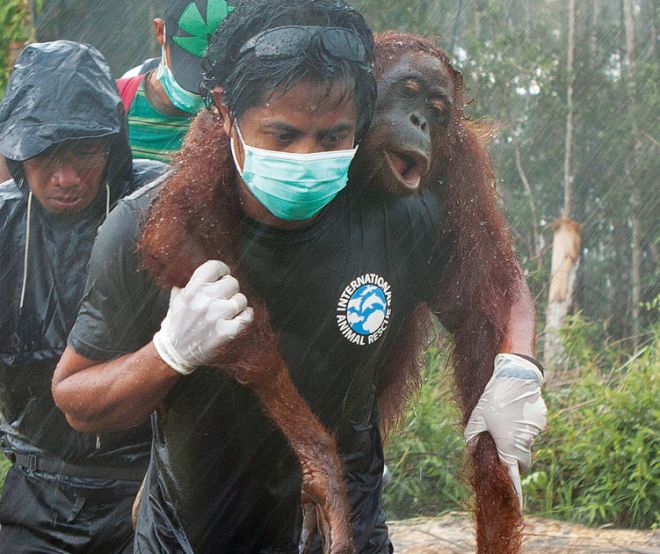 An unconscious orangutan is being carried on the shoulders of an activist