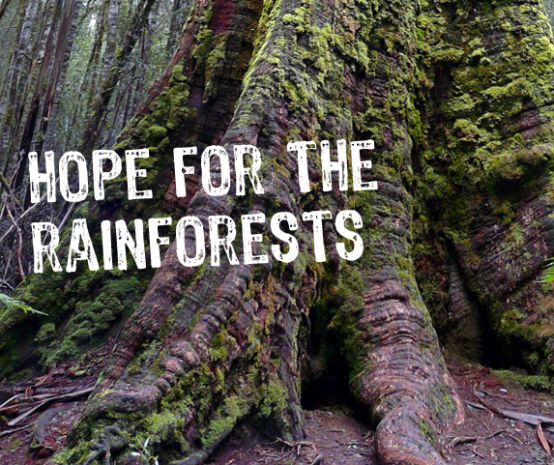 The caption “hope for the rainforests” is superimposed over the base of a giant tree.