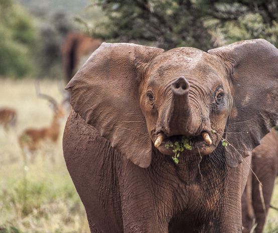 A juvenile African elephant