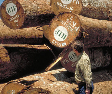 Stacks of illegally logged tree trunks