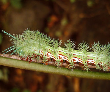 Automeris sp. caterpillar on a twig