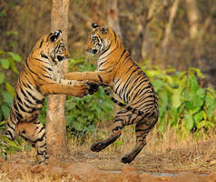 Two tigers playing