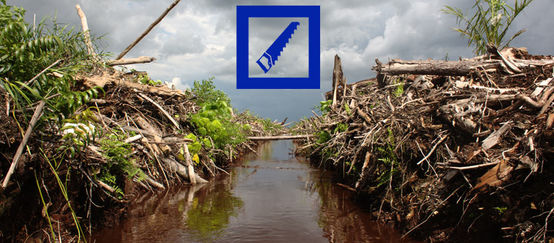 Freshly cleared rainforest. The Deutsche Bank logo is superimposed on the picture.