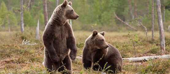 Two brown bears in a forest clearing