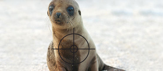 A sealion with a target on it´s chest