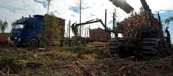Ikea’s logging of Karelian forests will soon be a thing of the past Ikea is making old-growth forest a home