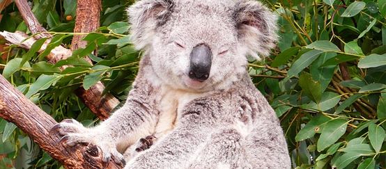 A Koala sits on an eucalytpus tree