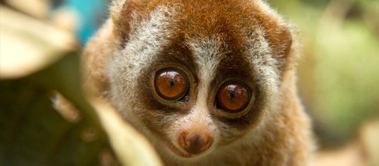 Slow loris on a tree