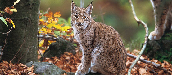 A Balkan lynx in the forest
