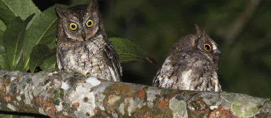 Two owls sitting on a branch