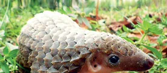 Pangolins are being poached to satisfy demand for their meat and scales in Asia Pangolin