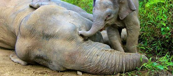 A baby elephant standing over the body of its dead mother, touching her head with its trunk