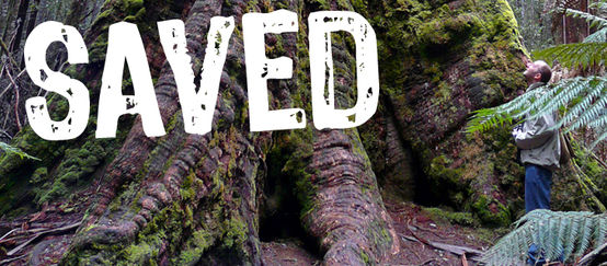 A man dwarfed by the roots of a giant tree