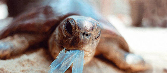 A sea turtle with a scrap of plastic hanging from its beak