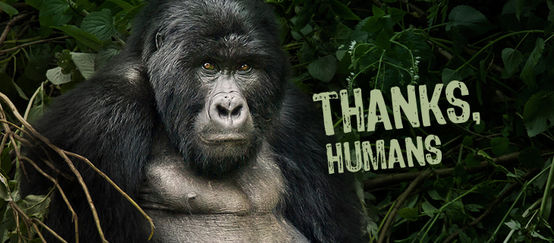 A gorilla with the caption, "Thanks, humans"