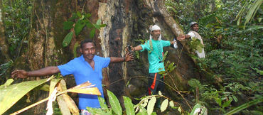 Activists standing in front of a giant merbau tree