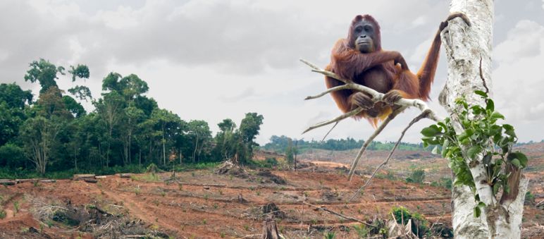 Perkebunan sawit menghancurkan habitat orang utan, menghantar pada pengrusakan hutan dan perampasan tanah (Foto montase SOB - IAR Indonesia) Perkebunan sawit menghancurkan habitat orang utan