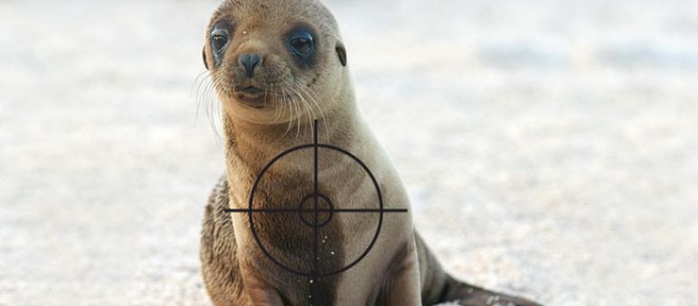 A sealion with a target on it´s chest