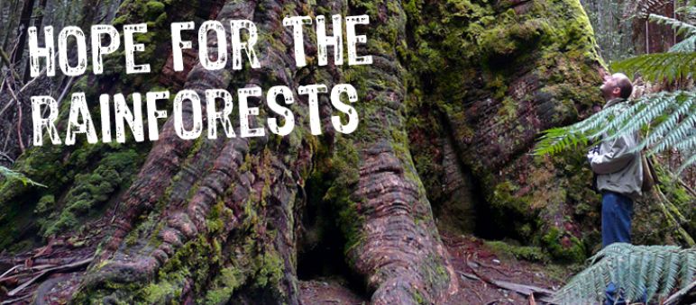 Our partners often face years of struggle (photo: bishib70/Flickr – CC BY-NC-ND 2.0) The caption “hope for the rainforests” is superimposed over the base of a giant tree.