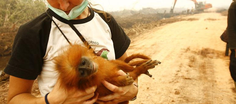 Karmele Llano rescues primates threatened from palm oil Karmele Llano is holding a primate whose rainforest has been destroyed for palm oil