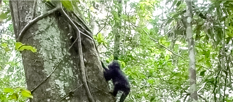 A young chimpanzee climbing a tree in the rainforest