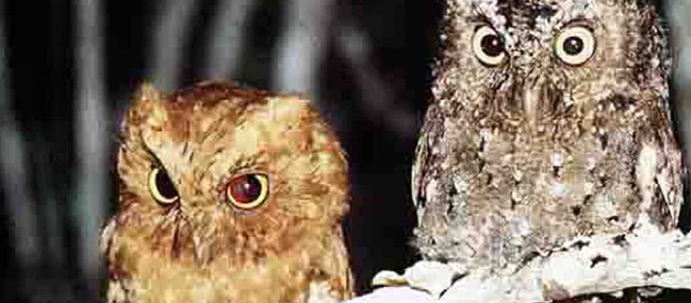 The Sokoke Scops Owl can stay in the Dakatcha-Forest Two Sokoke Scops Owls sitting on a branch