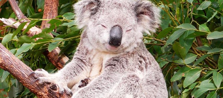 Koalas need intact forests to survive A Koala sits on an eucalytpus tree