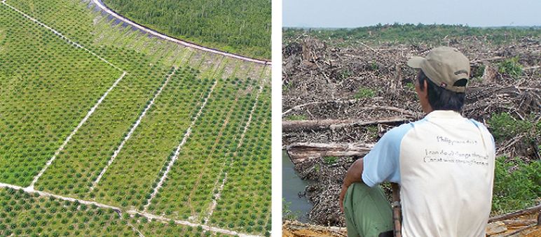 Oil palm plantations destroy rainforests and the livelihoods of forest dwellers. 2 pictures. Left: Oil palm plantation next to rainforest. Right: A man looks at devastated land
