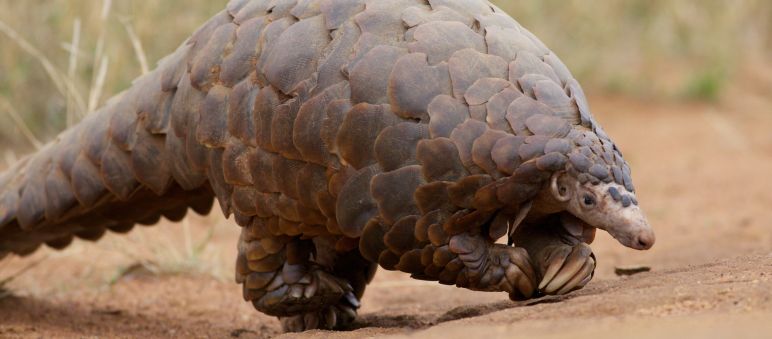 An endangered African pangolin An African pangolin