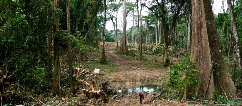 A swathe of rainforest is being cleared for Nigeria's superhighway folly A swathe of forest is being cleared for the superhighway