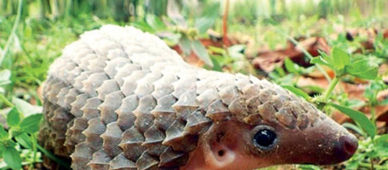 Pangolins are being poached to satisfy demand for their meat and scales in Asia Pangolin