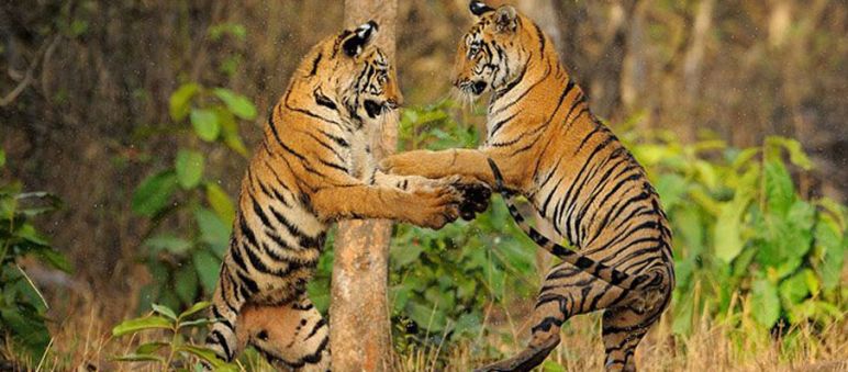 Even the tigers seem overjoyed: the Mahan forests will not be destroyed for coal. Two tigers playing