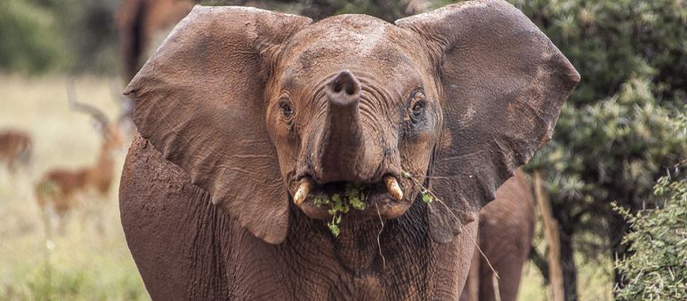 A young elephant in the Serengeti A juvenile African elephant