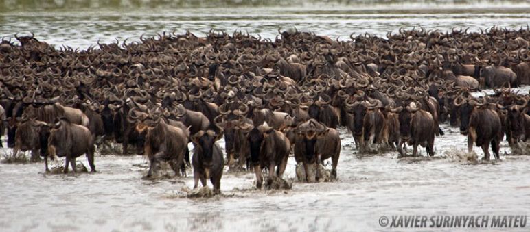 Horde of Antilopes in a lake