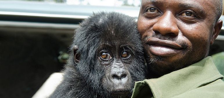 Virunga ranger with Gorilla baby Virunga ranger with Gorilla baby in arms