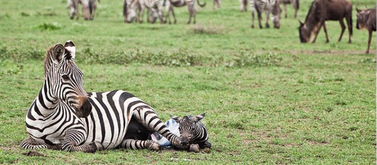 Zebra mum and baby on the Serengeti plains (Photo: Xavier Surinyach Mateu) Zebra mum and baby on the Serengeti plains