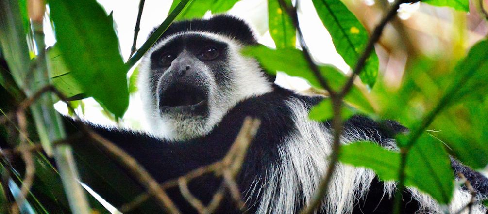 A colobus: its habitat is threatened by palm oil plantations A colobus amid foliage