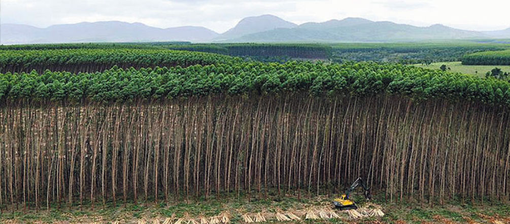 A plantation in Brazil