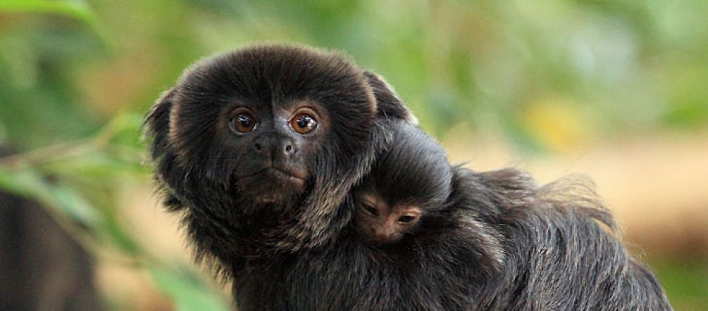 Goeldi's monkeys live in Alto Purús (© Stiftung Papiliorama (Austria)/Thomas Rawyler)