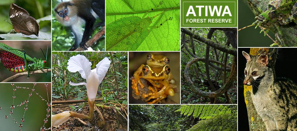 Different species in Atiwa