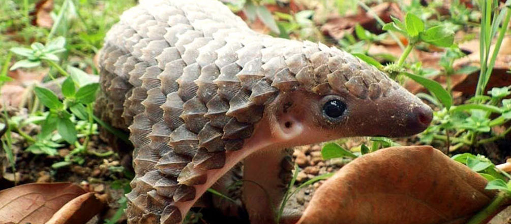Pangolins belong in the wild, not on a plate A pangolin in the forest