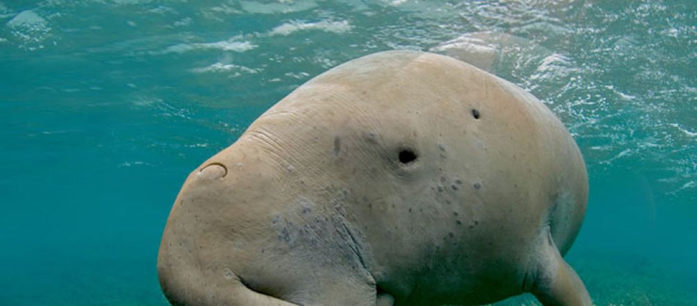 Dugong swimming in tropical water